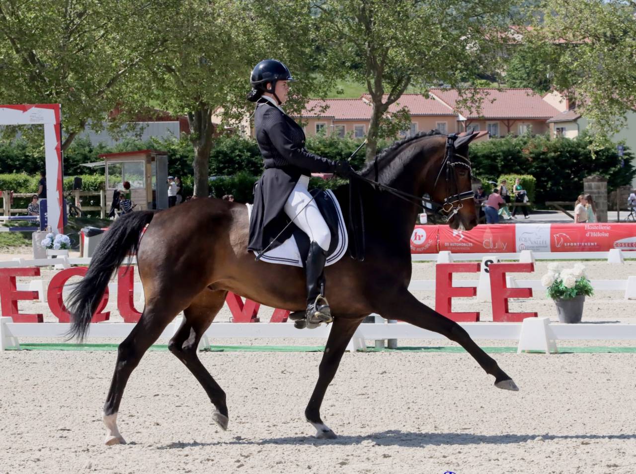 Ruin KWPN Nederlands sportpaard Te leen 2012 Bruin / Bai