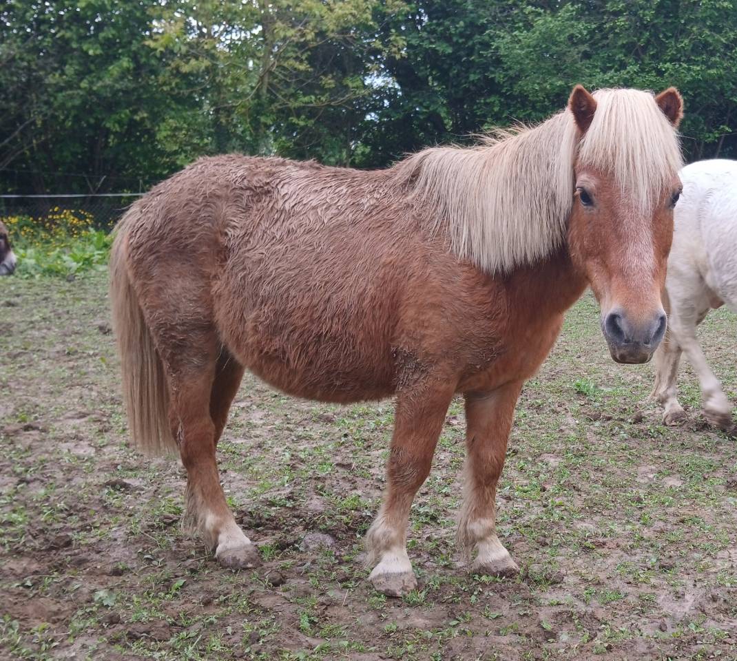 Ruin Ras onbekend Delen 2002 Vos