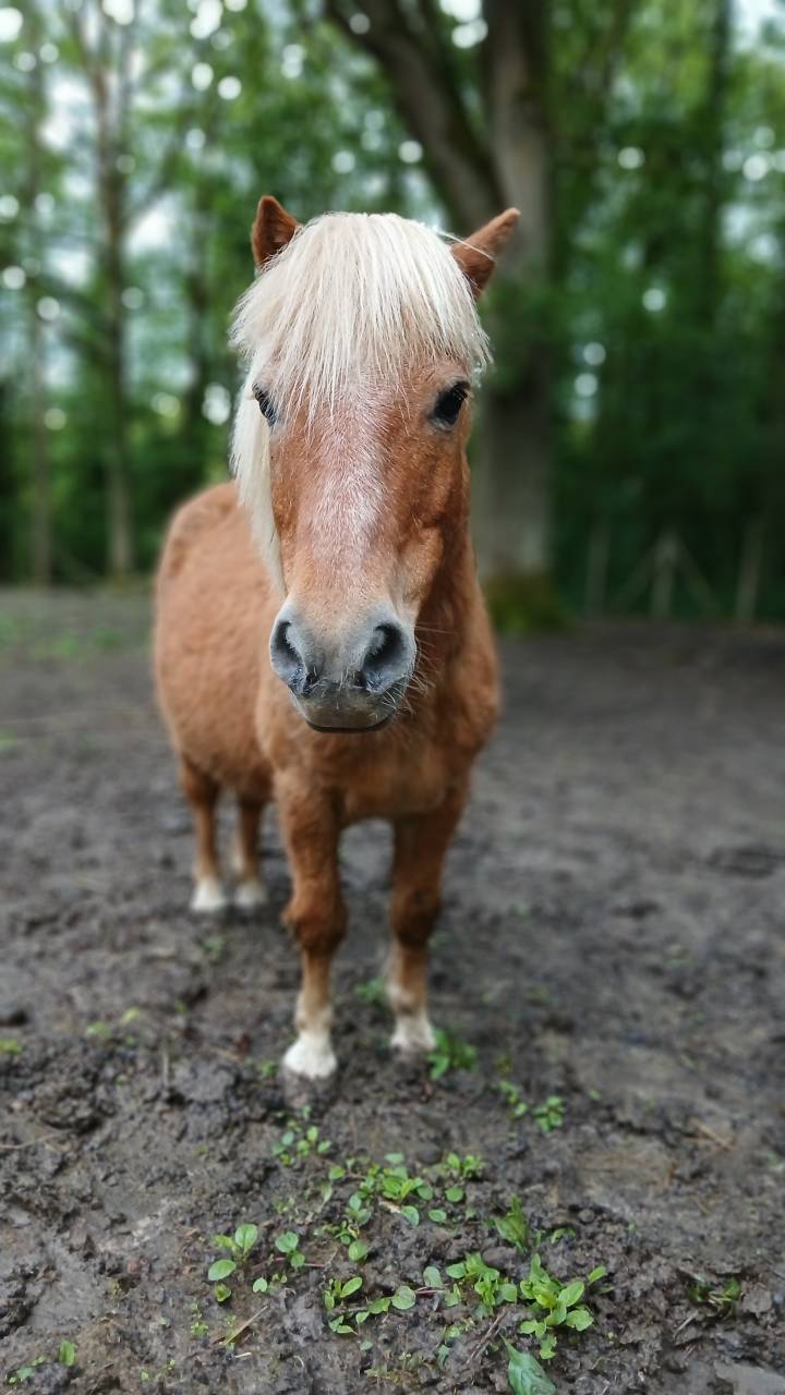 Ruin Ras onbekend Delen 2002 Vos
