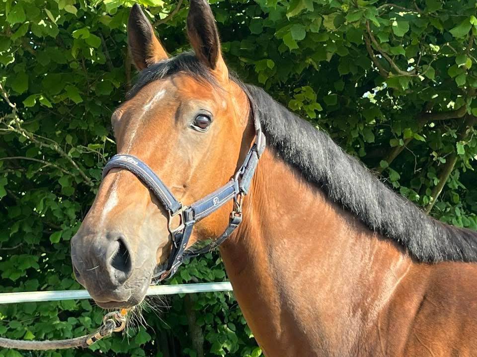Merrie Belgisch sportpaard Te koop 2020 Donker bruin / bai