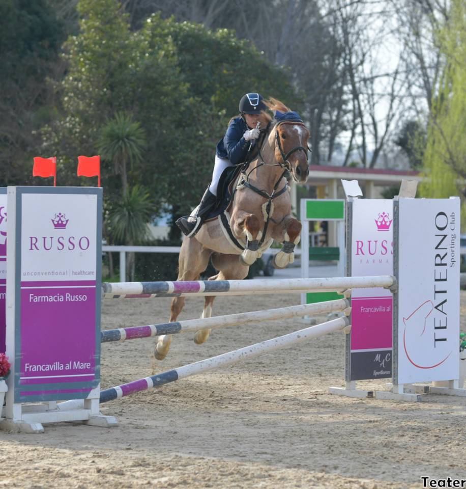 Ruin Engelse rijpony Te koop 2017 Bruinroan