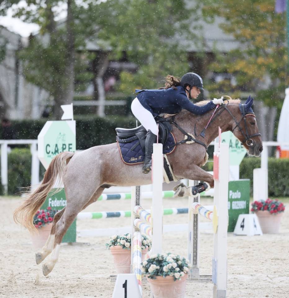 Ruin Engelse rijpony Te koop 2017 Bruinroan
