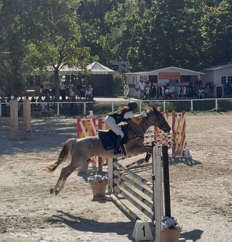 Ruin Engelse rijpony Te koop 2017 Bruinroan