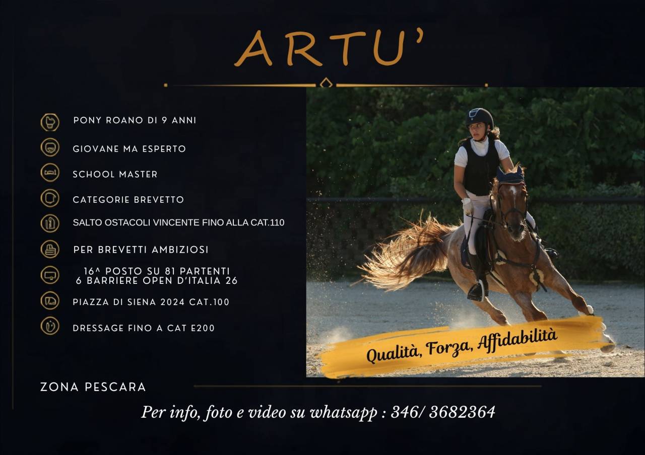 Ruin Engelse rijpony Te koop 2017 Bruinroan