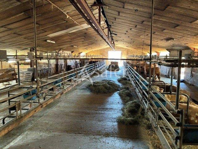 Schapen exploitatie Koop Jura
