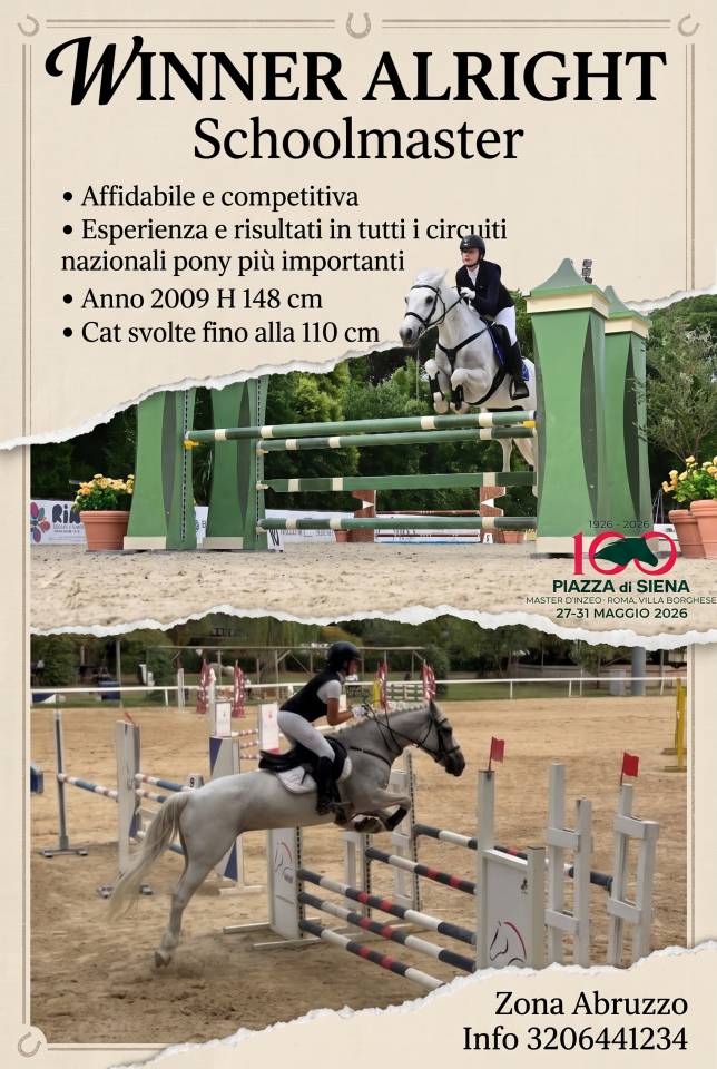 Merrie Welsh Pony (Section D), Welsh Cob  Te koop 2009 Schimmel