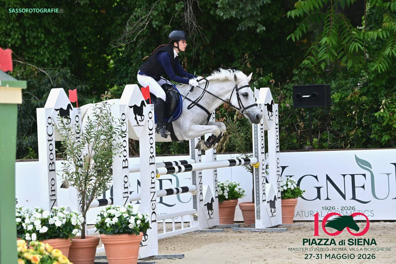 Merrie Welsh Pony (Section D), Welsh Cob  Te koop 2009 Schimmel