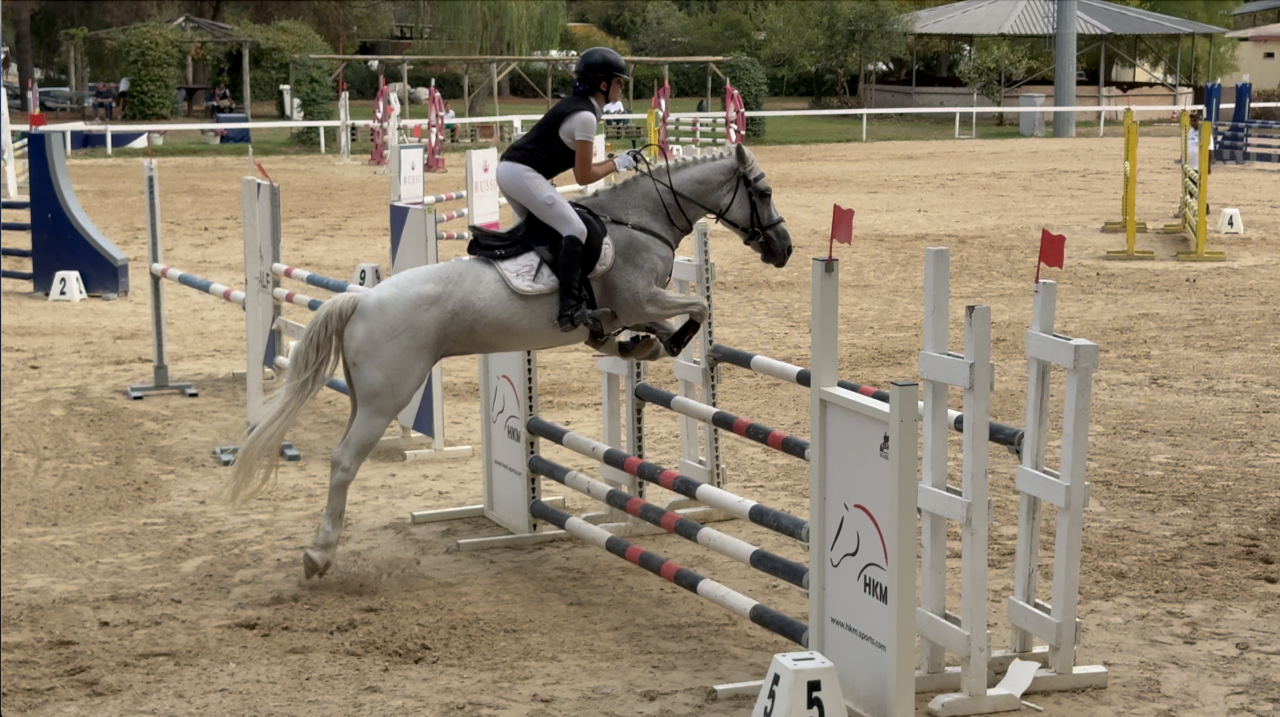 Merrie Welsh Pony (Section D), Welsh Cob  Te koop 2009 Schimmel