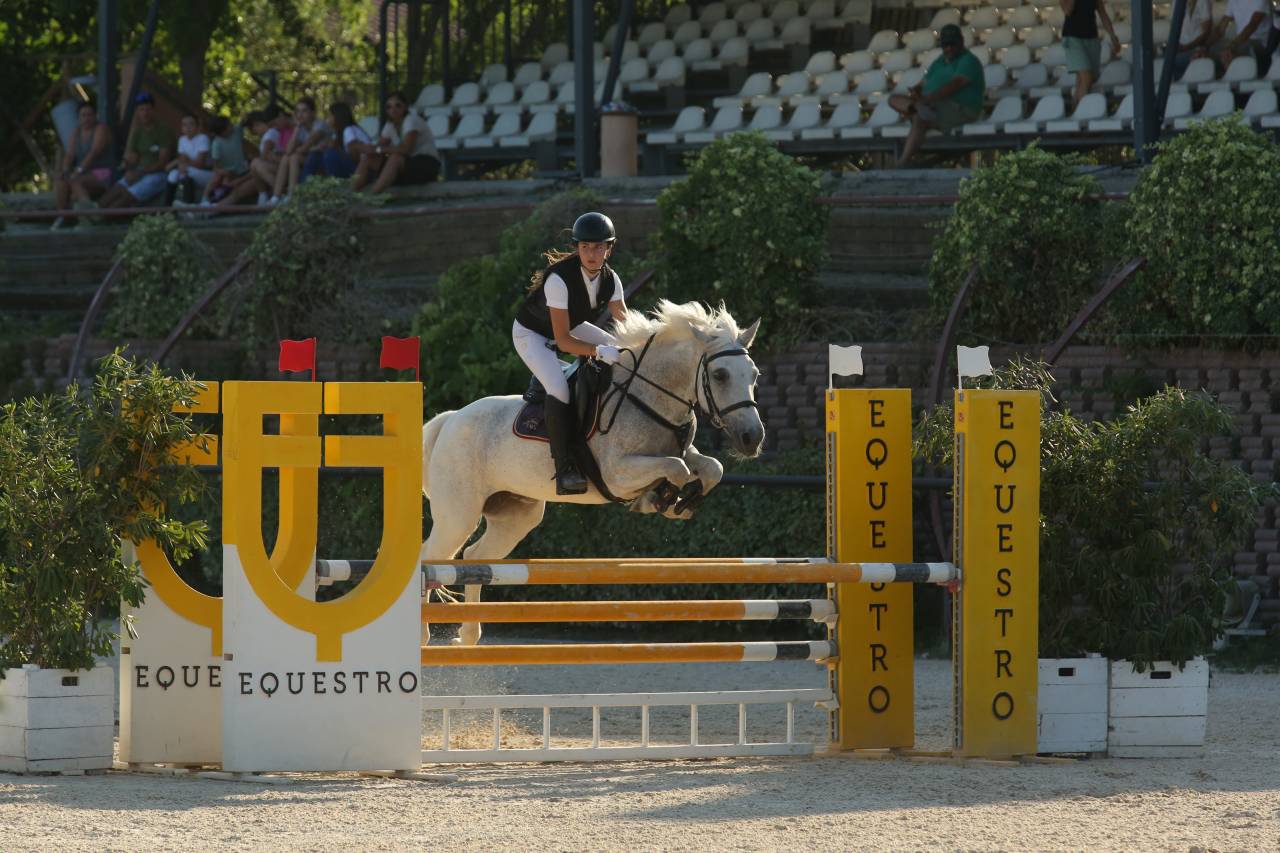 Merrie Welsh Pony (Section D), Welsh Cob  Te koop 2009 Schimmel