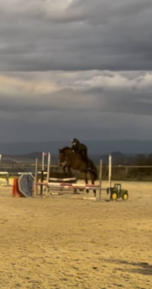 Merrie Franse rijpony PFS Te koop 2022 Donker bruin / bai