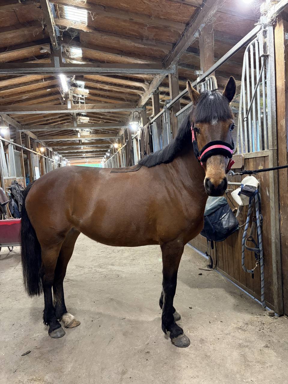 Merrie Franse rijpony PFS Te koop 2022 Donker bruin / bai