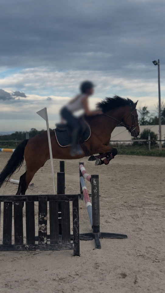 Merrie Franse rijpony PFS Te koop 2022 Donker bruin / bai