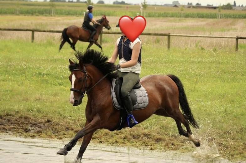 Ruin Bekend ras Te koop 2013 Donker bruin / bai