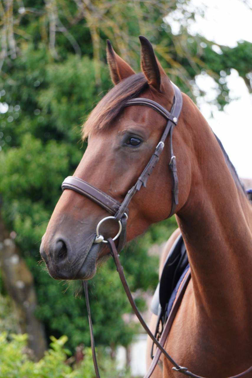 Merrie Selle Fran&ccedil;ais Te koop 2022 Donker bruin / bai
