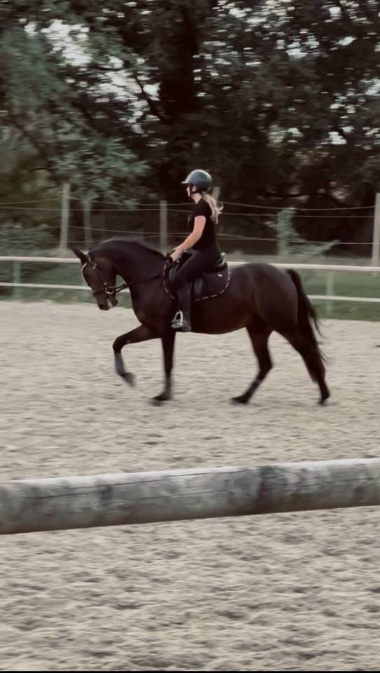 Ruin Franse rijpony PFS Te koop 2017 Donker bruin / bai ,  WILLOWAY ALL GOLD