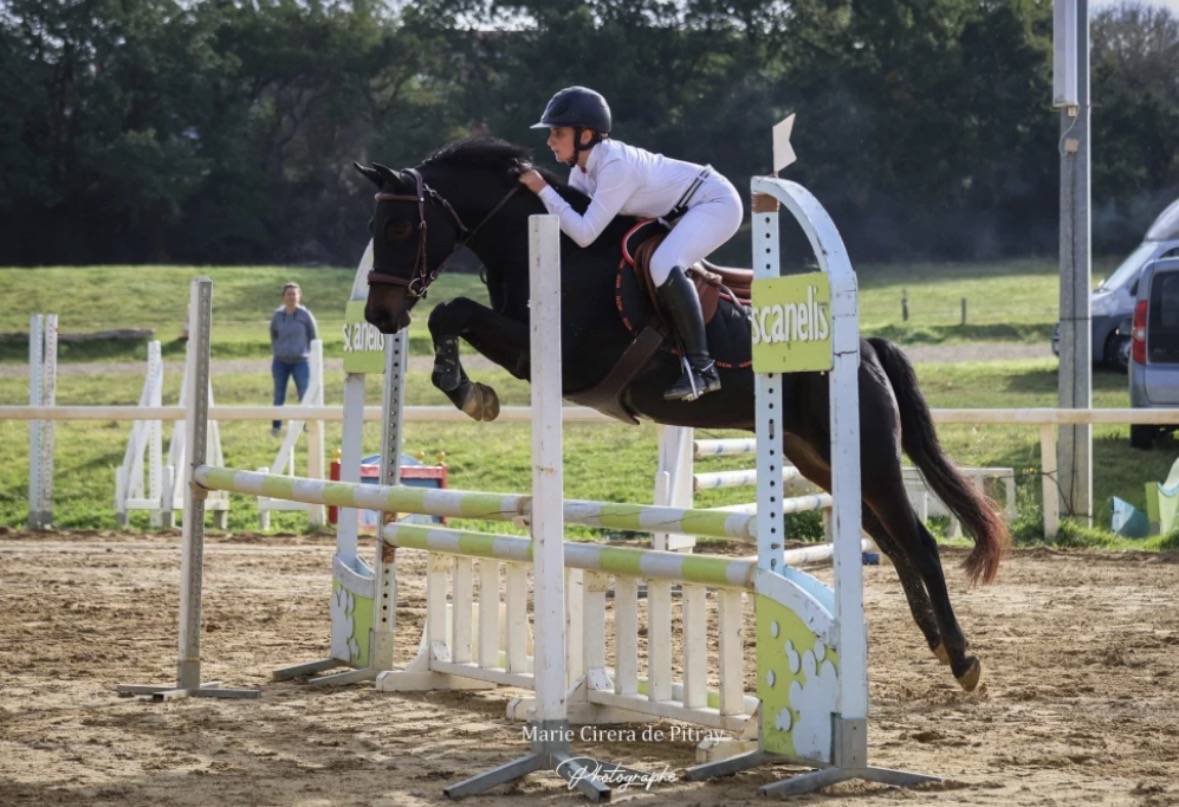Ruin Franse rijpony PFS Te koop 2017 Donker bruin / bai ,  WILLOWAY ALL GOLD