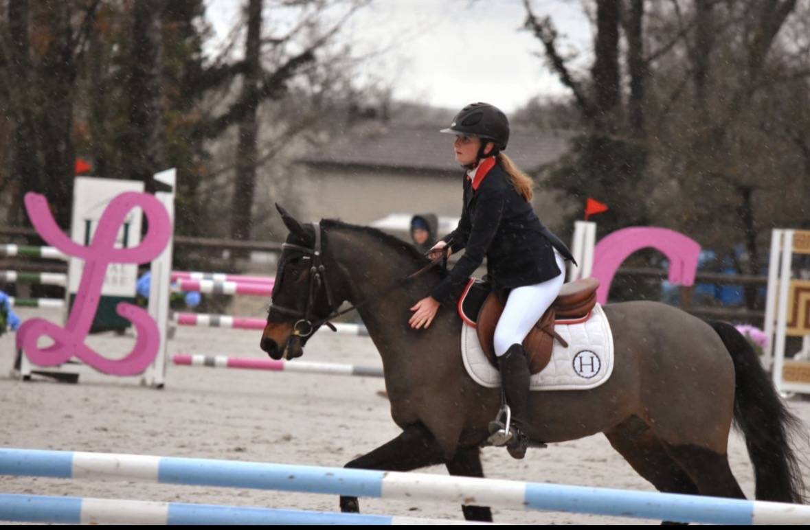 Ruin Franse rijpony PFS Te koop 2017 Donker bruin / bai ,  WILLOWAY ALL GOLD