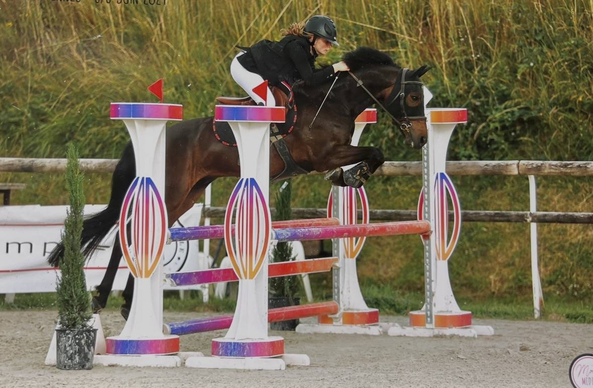 Ruin Franse rijpony PFS Te koop 2017 Donker bruin / bai ,  WILLOWAY ALL GOLD