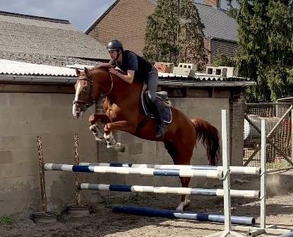Ruin BWP Belgisch volbloed Te koop 2019 Vos