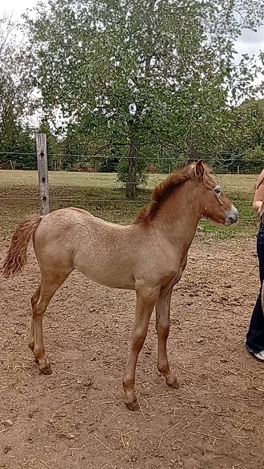 Dekhengst Camargue Te koop 2026 Schimmel
