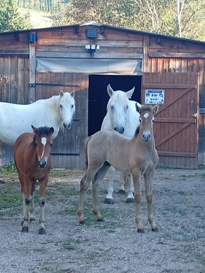 Dekhengst Camargue Te koop 2026 Schimmel