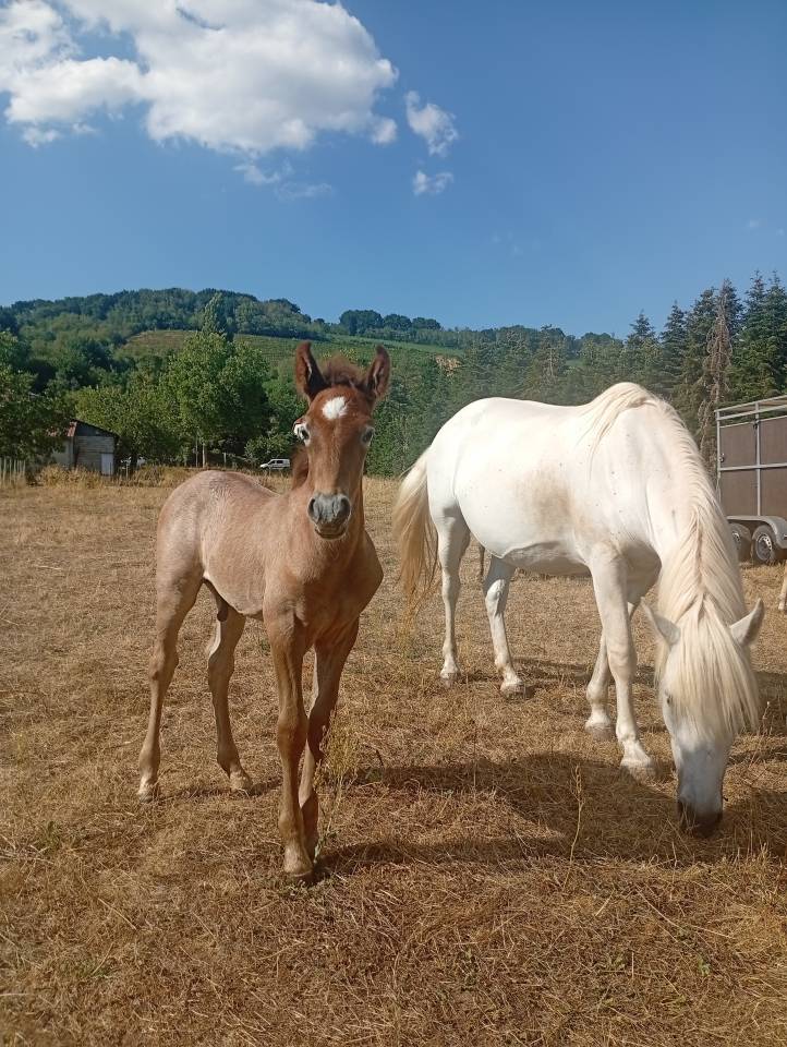 Dekhengst Camargue Te koop 2026 Schimmel