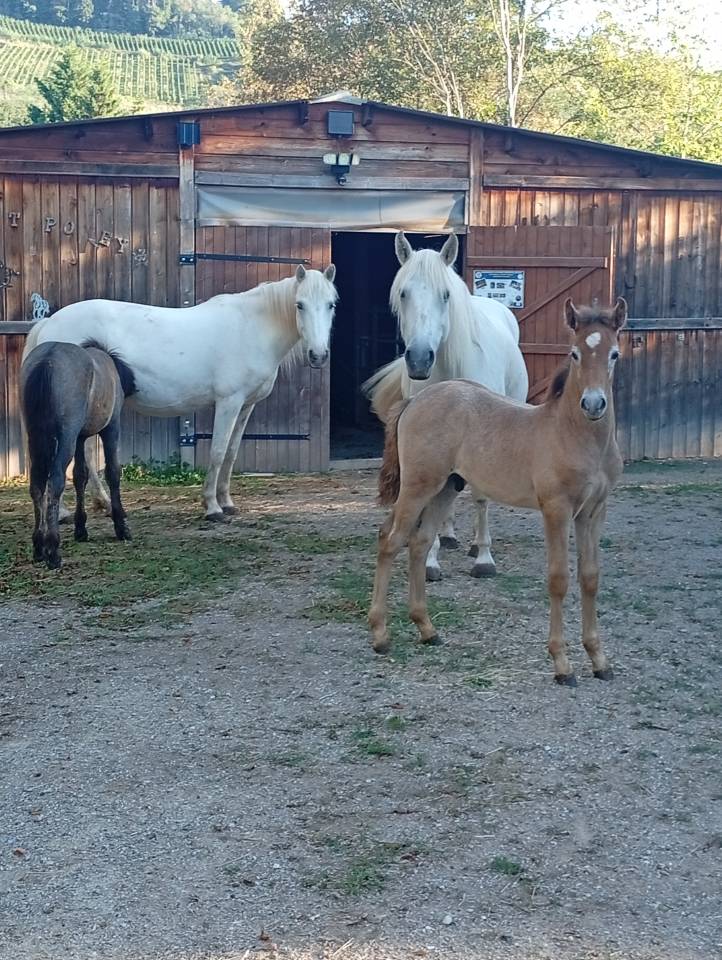 Dekhengst Camargue Te koop 2026 Schimmel