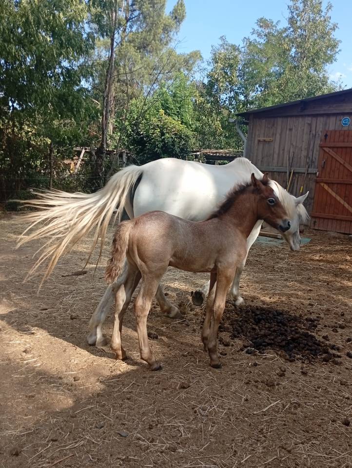 Dekhengst Camargue Te koop 2026 Schimmel
