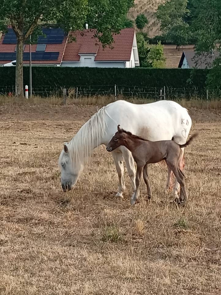 Dekhengst Camargue Te koop 2026 Schimmel