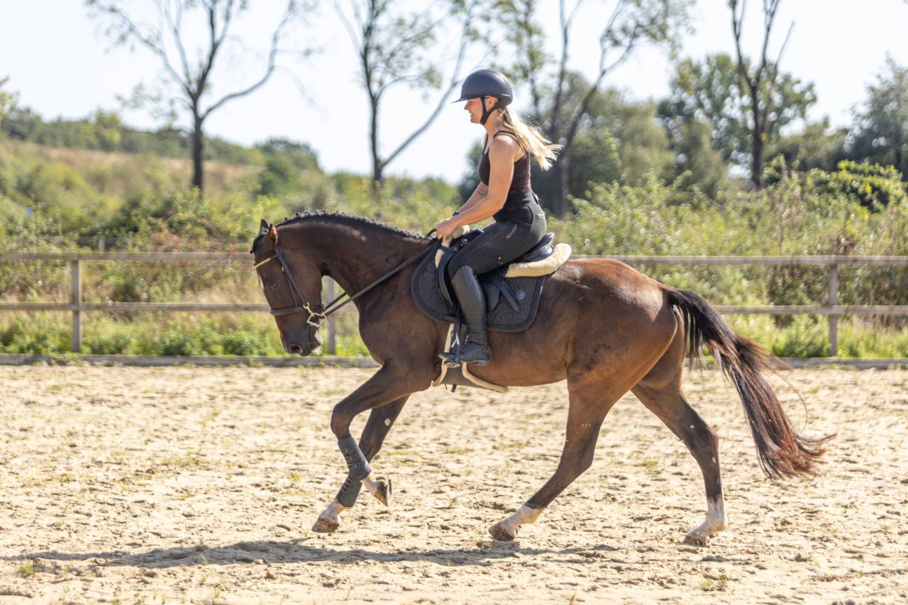 Lief en eerlijk  springpaard 