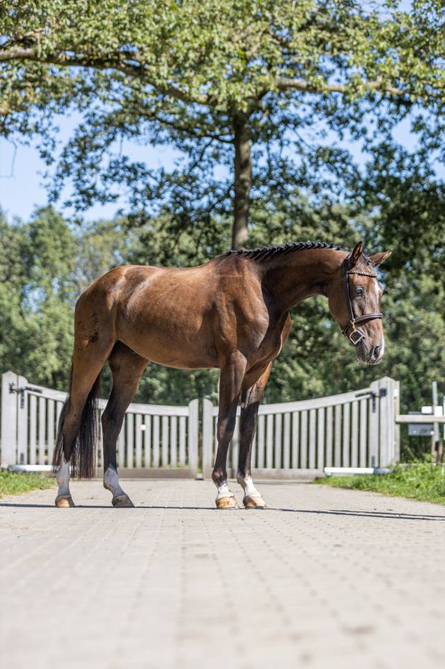 Lief en eerlijk  springpaard 