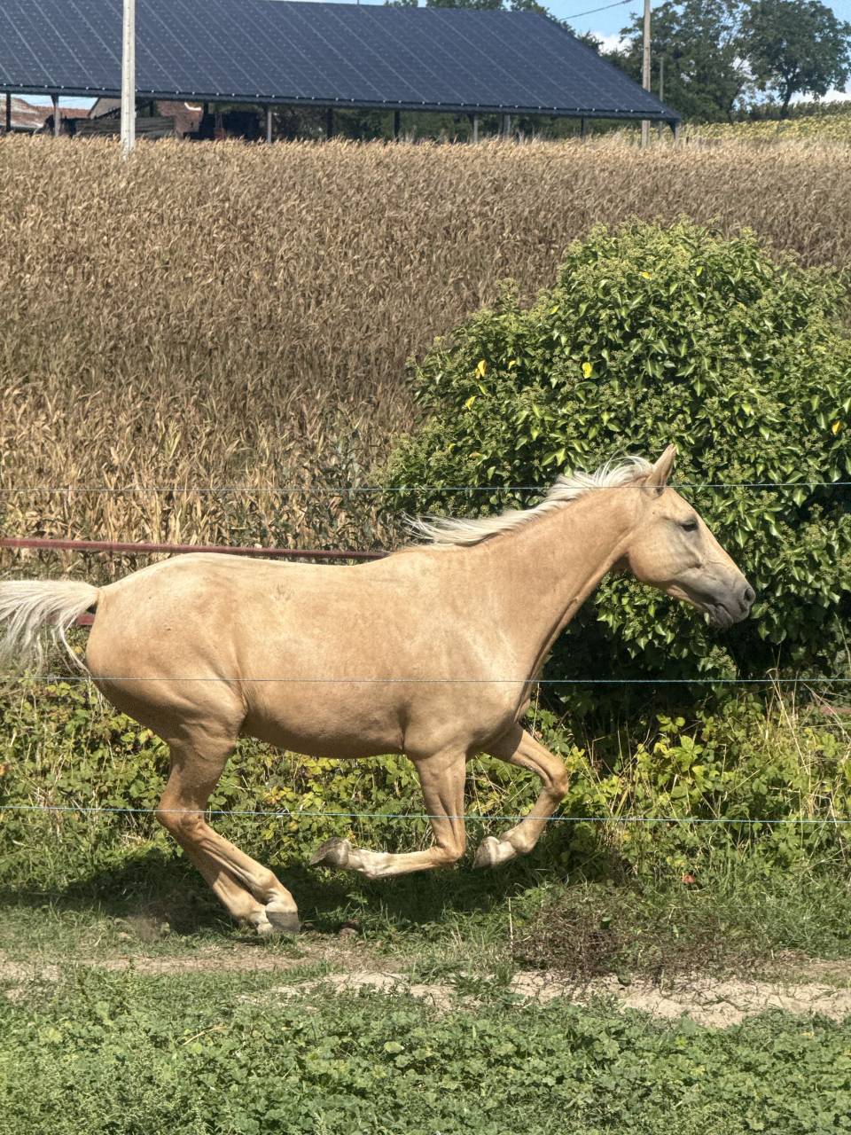 Ruin New Forest Te koop 2022 Palomino