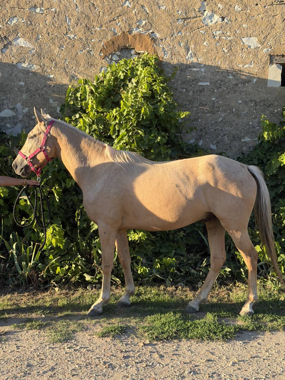 Ruin New Forest Te koop 2022 Palomino