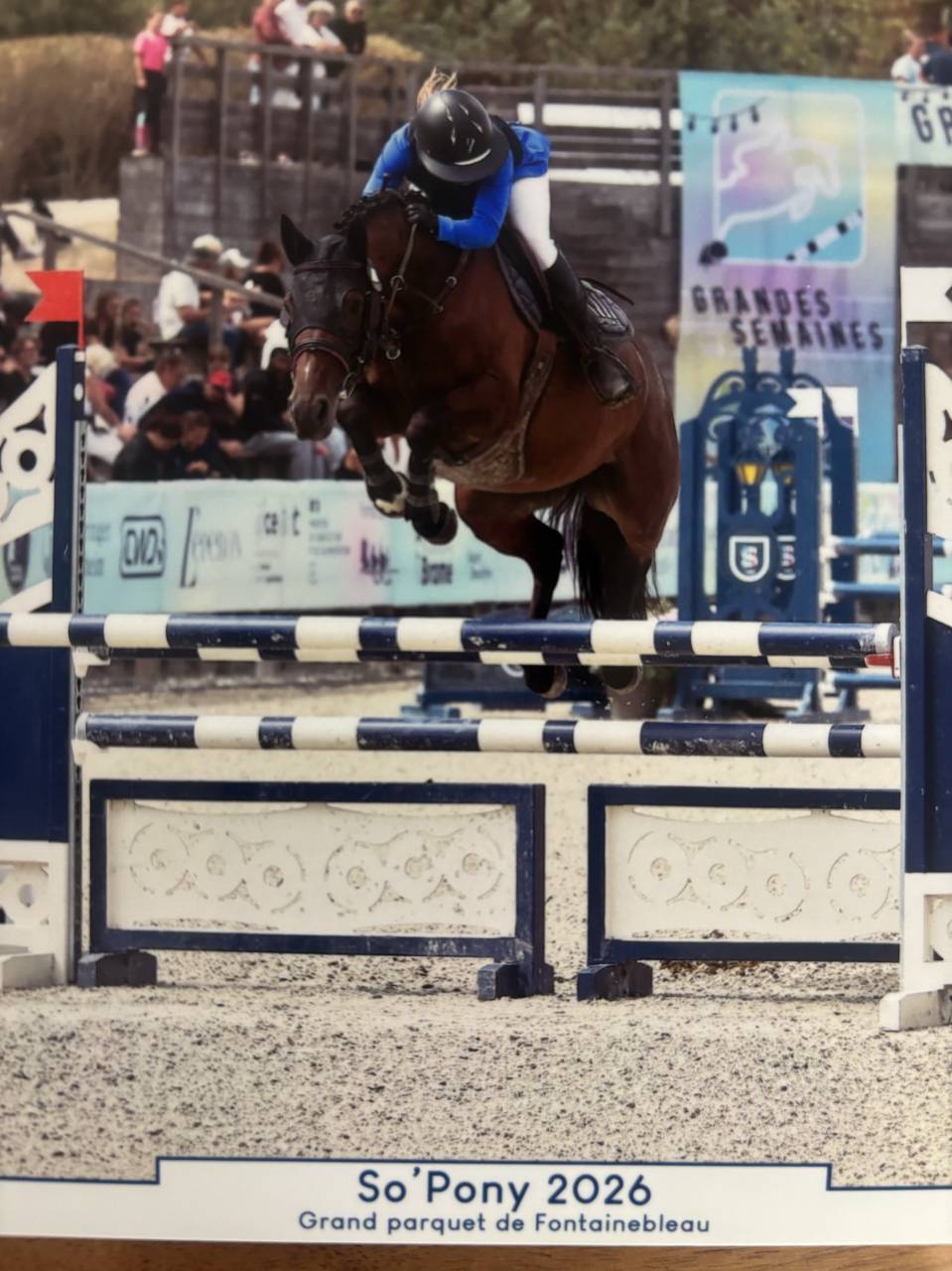 Merrie Franse rijpony PFS Te koop 2020 Donker bruin / bai ,  LAUDATOR