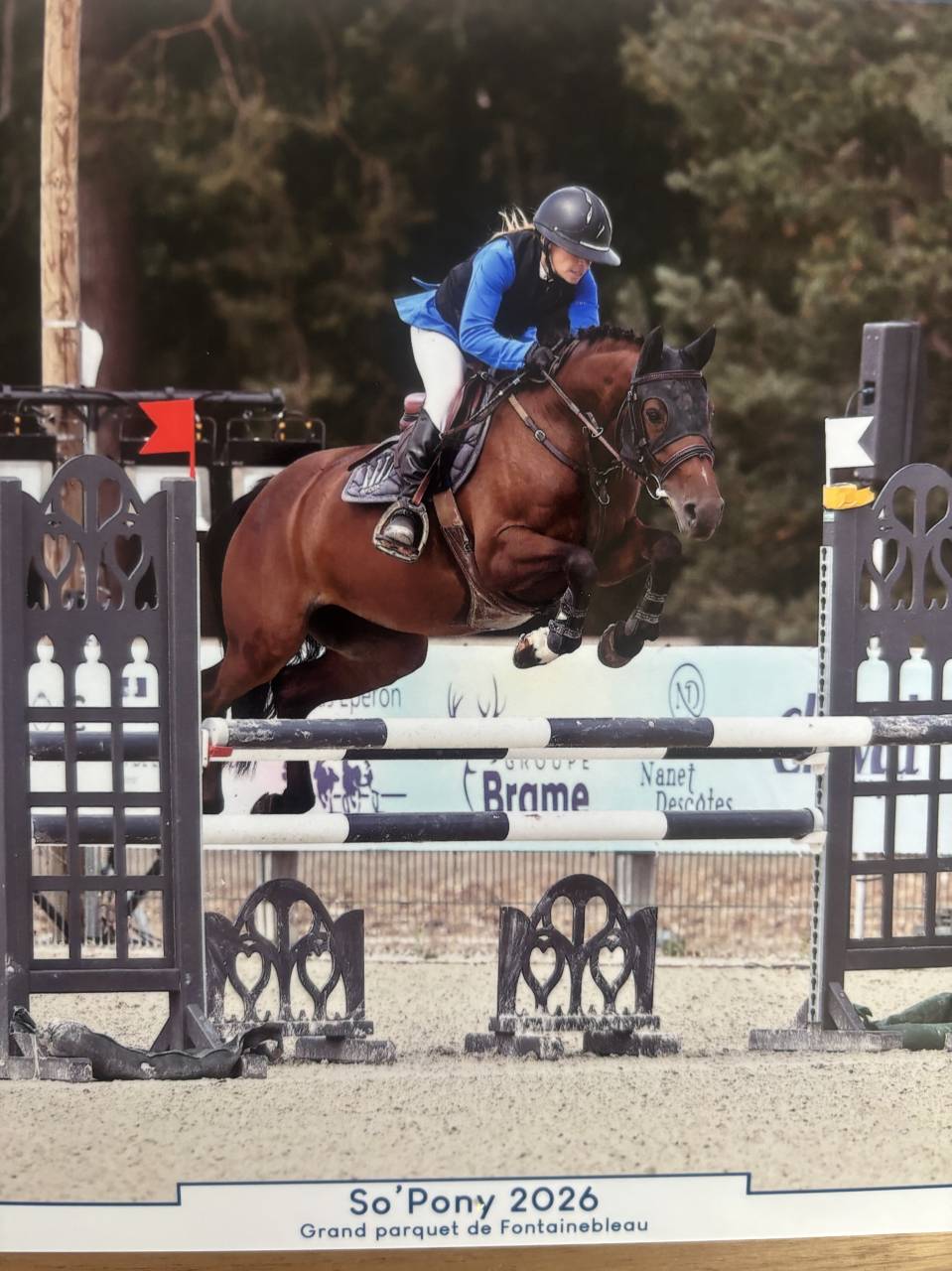 Merrie Franse rijpony PFS Te koop 2020 Donker bruin / bai ,  LAUDATOR