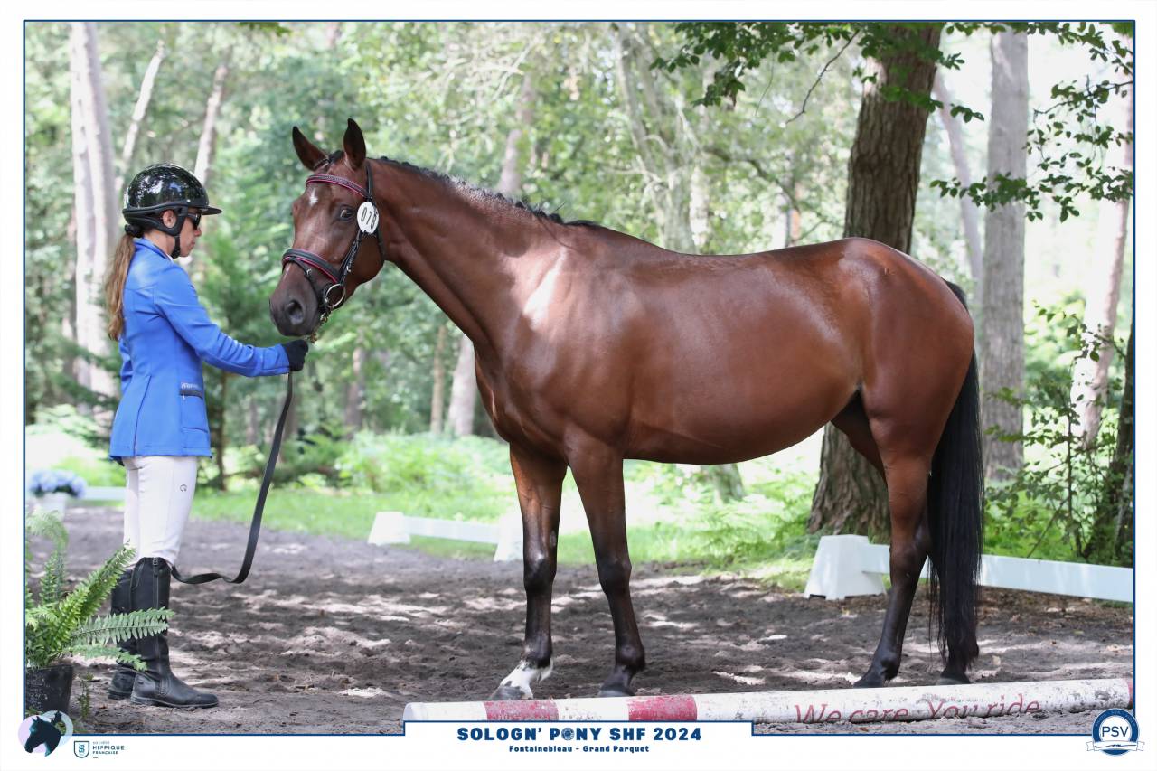 Merrie Franse rijpony PFS Te koop 2020 Donker bruin / bai ,  LAUDATOR