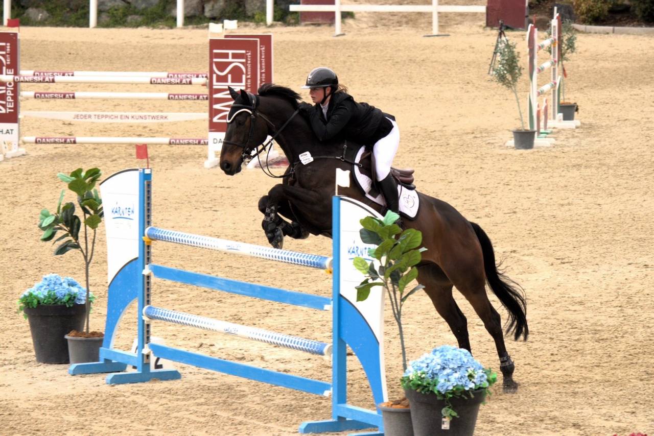 14y gelding by Diamant de Semilly 