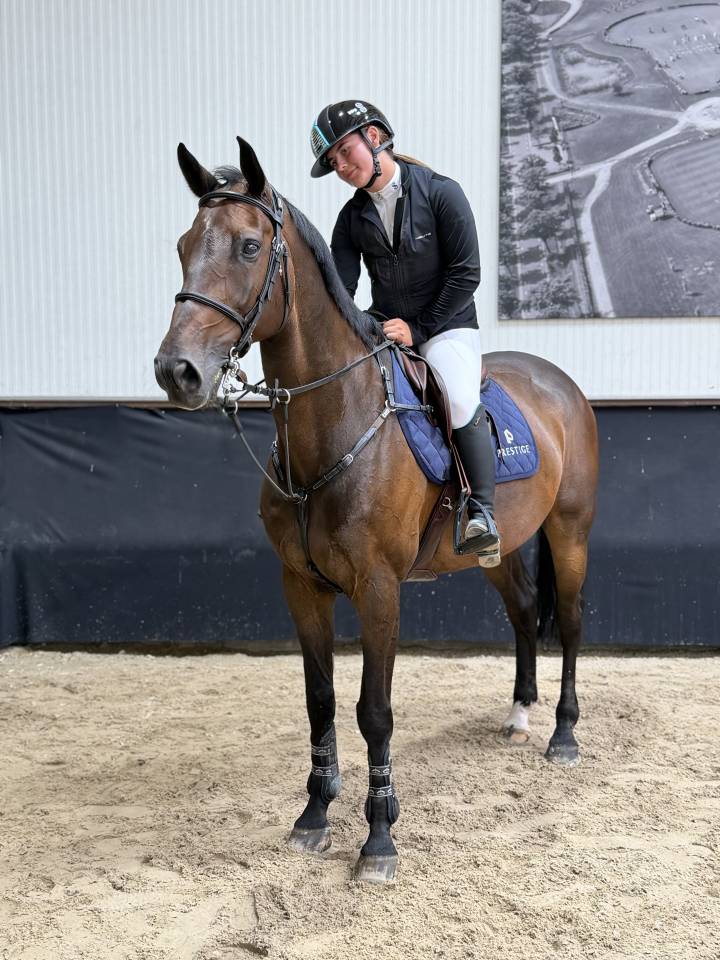 14y gelding by Diamant de Semilly 