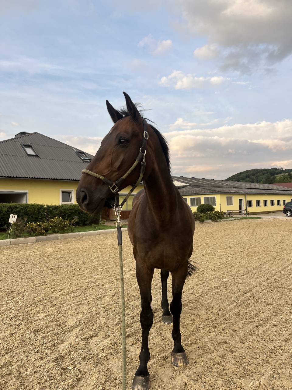 14y gelding by Diamant de Semilly 