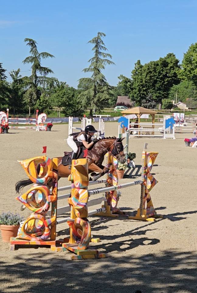Ruin Franse rijpony PFS Te koop 2017 Donker bruin / bai ,  Lennicha de Florys