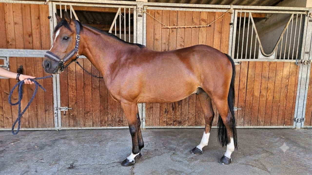 Ruin Franse rijpony PFS Te koop 2017 Donker bruin / bai ,  Lennicha de Florys