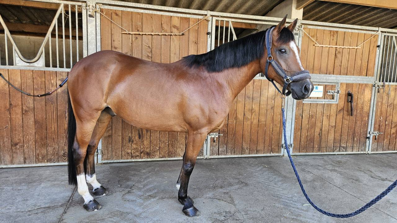 Ruin Franse rijpony PFS Te koop 2017 Donker bruin / bai ,  Lennicha de Florys