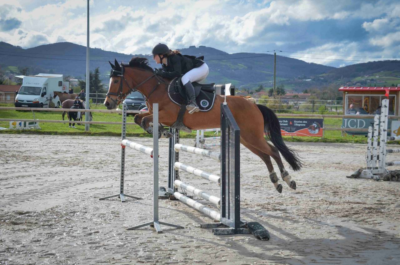 Ruin Franse rijpony PFS Te koop 2017 Donker bruin / bai ,  Lennicha de Florys
