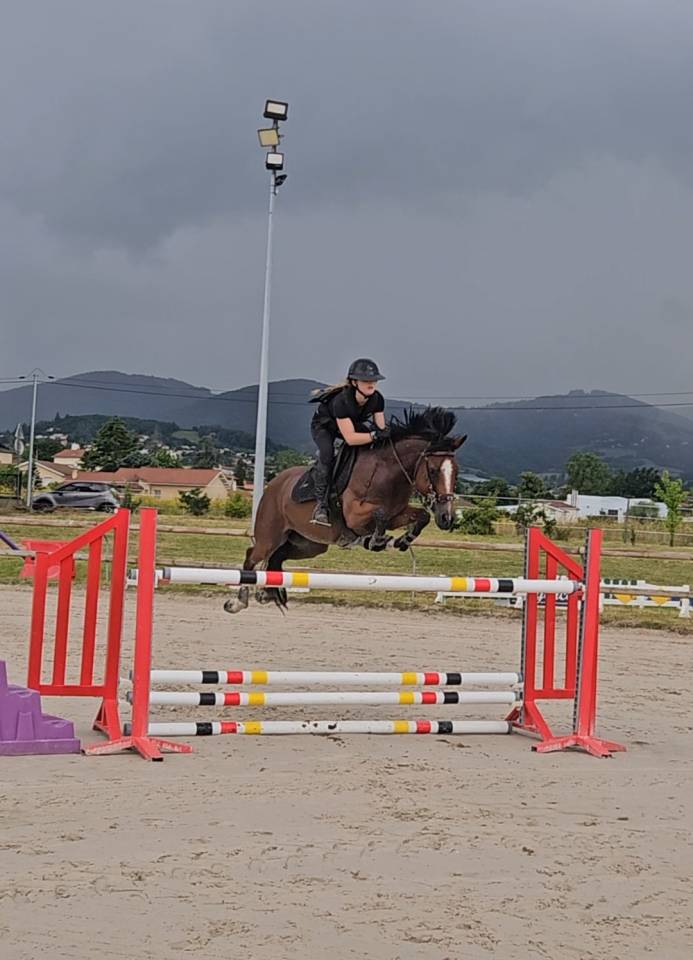 Ruin Franse rijpony PFS Te koop 2017 Donker bruin / bai ,  Lennicha de Florys