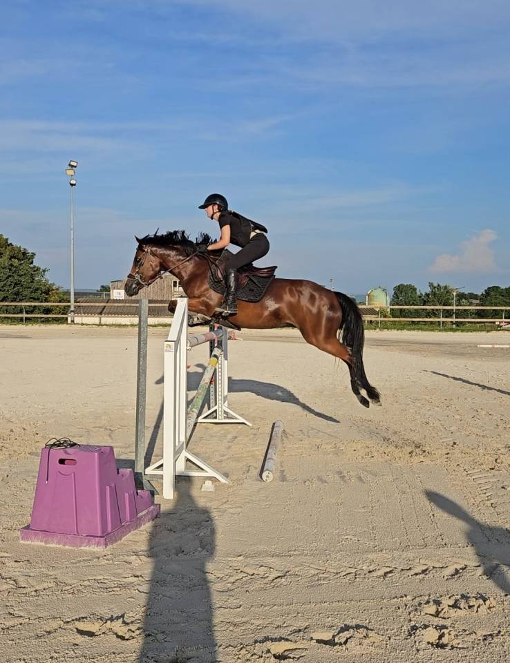 Ruin Franse rijpony PFS Te koop 2017 Donker bruin / bai ,  Lennicha de Florys