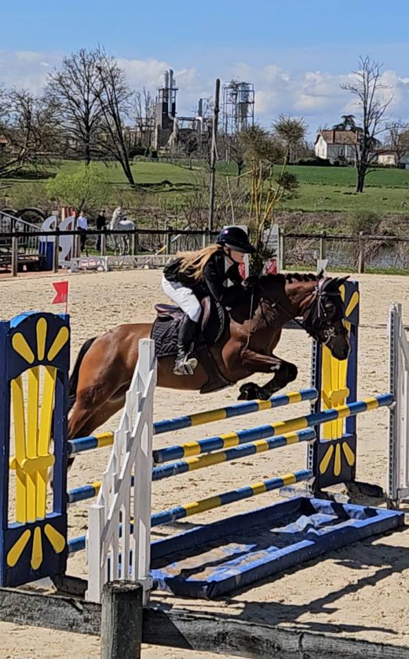 Ruin Franse rijpony PFS Te koop 2017 Donker bruin / bai ,  Lennicha de Florys