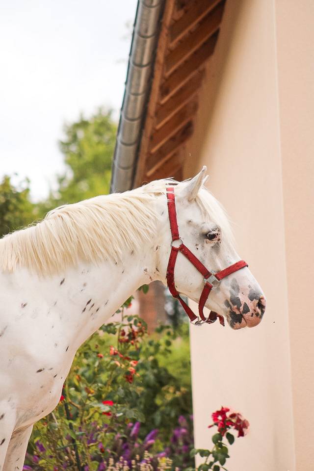 Ruin Connemara Te koop 2022 Appaloosa