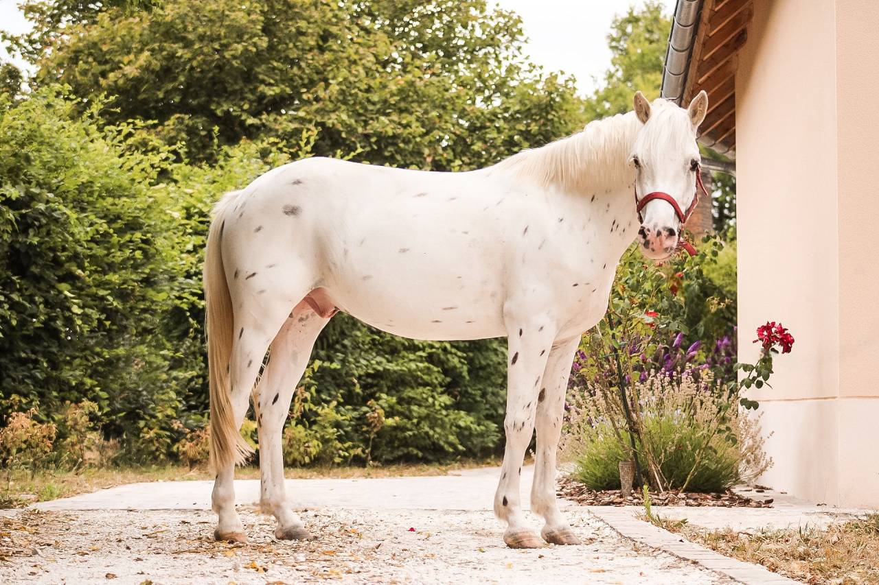 Ruin Connemara Te koop 2022 Appaloosa