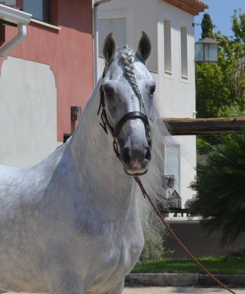 Ruin CDE Caballo Deporte Espanol Te koop 2015 Schimmel