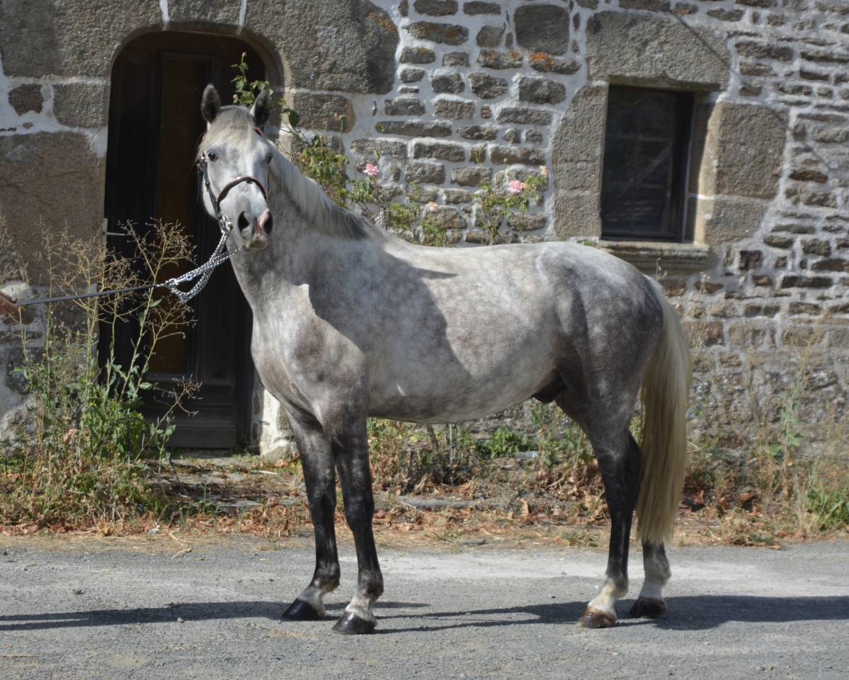 Ruin Connemara Te koop 2021 Schimmel